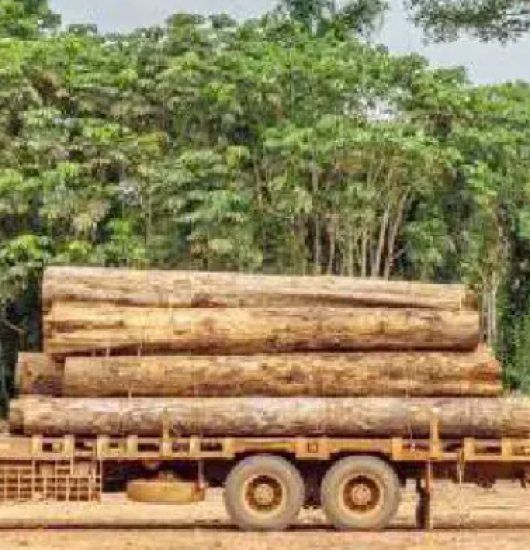 Benguelenses queixam-se da exploração desenfreadas de madeira.