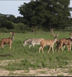  O aumento da população animal no Parque Nacional do Bicuar.