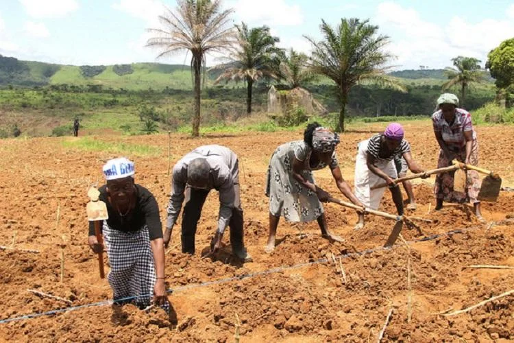 Agricultores queixam-se da burocracia para obtenção de títulos de terra