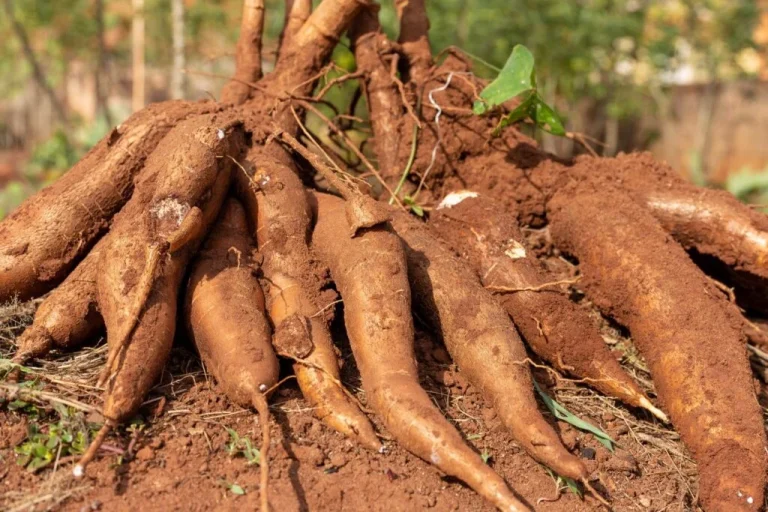 uanda regista 22 casos de intoxicação alimentar e cinco óbitos desde Janeiro