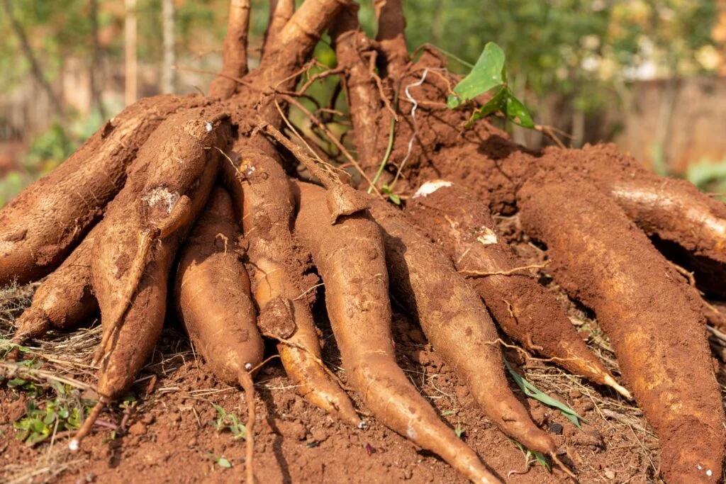 uanda regista 22 casos de intoxicação alimentar e cinco óbitos desde Janeiro