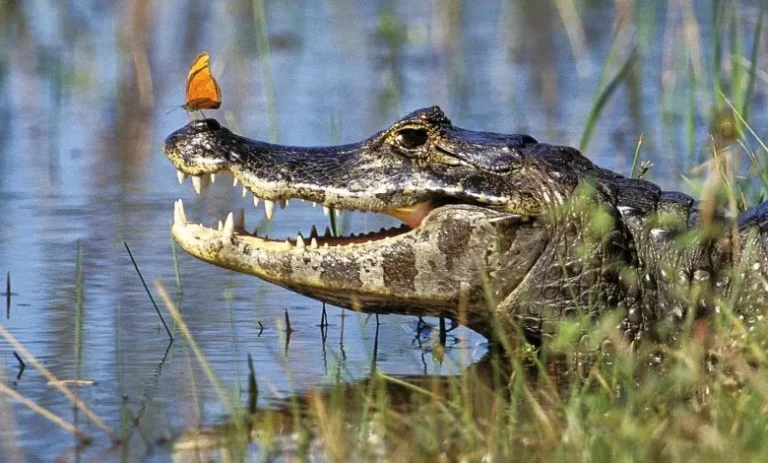 Ataques de jacarés causam duas mortes na Huíla