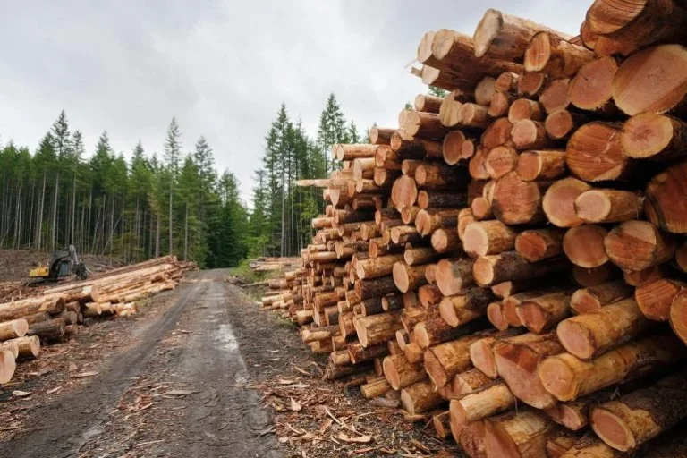 Angola arrecada mais de USD 9 mil milhões na venda de madeira em 2025.
