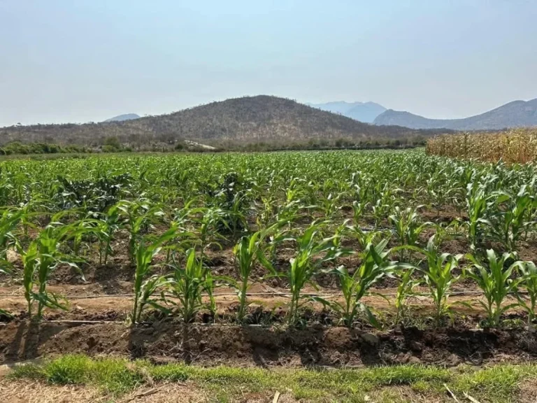 Agricultores no Namibe registam redução de mais de 3% na colheita no I trimestre de 2025.