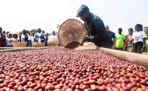 Cuanza-Norte prevê colher mais de 800 toneladas de café