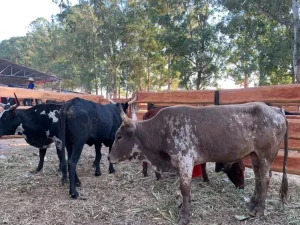 produção de carne bovina.
