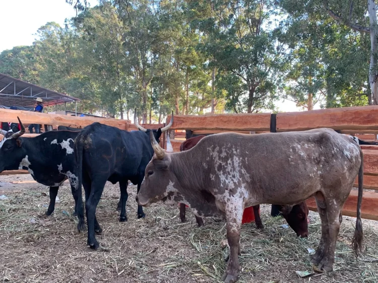 produção de carne bovina.