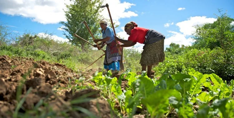 Angola tem cerca de 35 milhões de hectares de terras aráveis