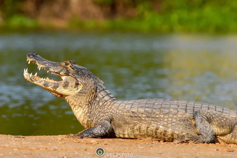 Duas pessoas perderam a vida na sequência de ataques de um jacaré em Benguela
