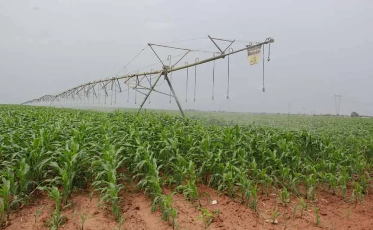 Ministério da Agricultura vai receber 54 mil toneladas de fertilizantes para suportar campanha agrícola