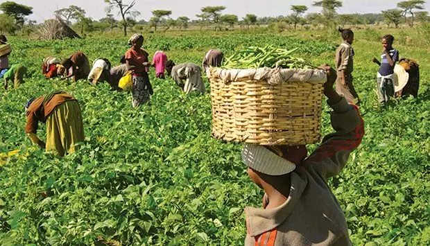Associações e cooperativas agrícolas em Malanje