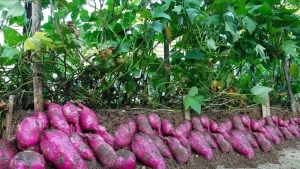 produção de batata doce.