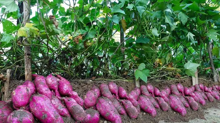 produção de batata doce.