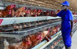 Gestor defende maior investimento na produção nacional de frango.