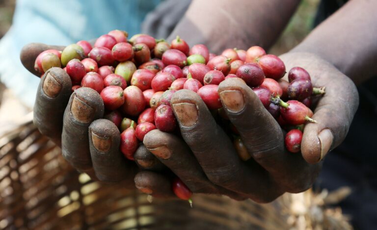 café em Angola