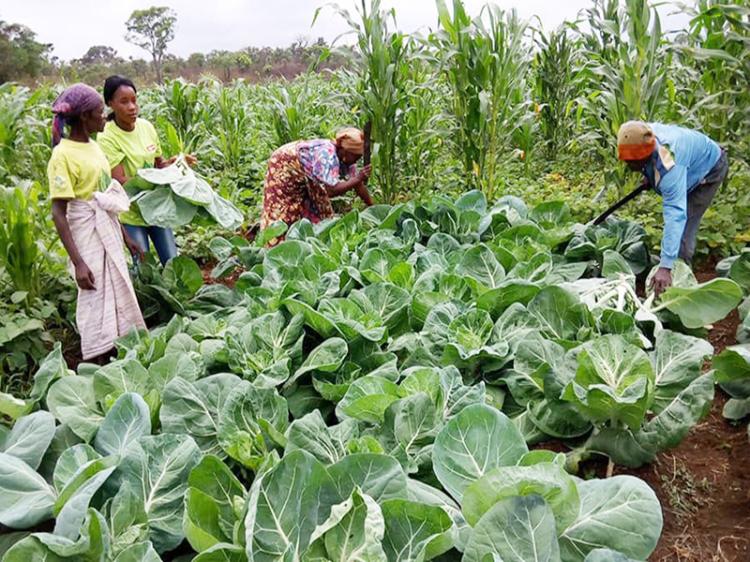Angola reforça sector agrícola com 100 mil toneladas de fertilizantes