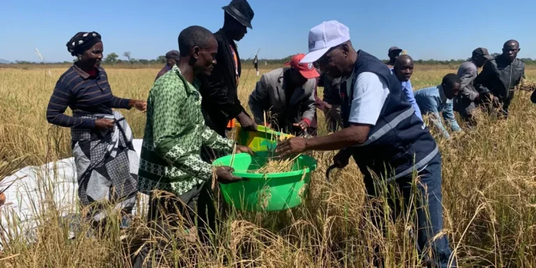 Seca e cheias em Benguela comprometem projecções para campanha agrícola 2025/2026.