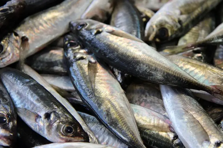 Depois de um período de suspensão de 60 dias da pesca de algumas espécies de pescado, entre as quais o carapau, as embarcações de pesca de cerco e arrasto pelágico começam, a partir desta Terça-feira, 1 de Setembro, a captura do pescado que estava proibida no período entre 1 de Julho e 31 de Agosto de 2026 A veda da captura do carapau, assim como de outras espécies de fundo, está enquadrada no Decreto Presidencial n.º 39/26, de 25 de Fevereiro, que estabelece as medidas de gestão das pescas marinhas, da pesca continental, da aquicultura e do sal para o ano de 2026