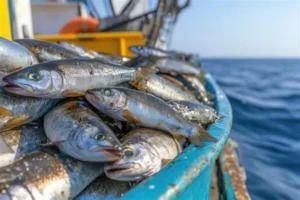 peixes da baia de Luanda.