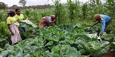 Benguela vai distribuir sementes e fertilizantes